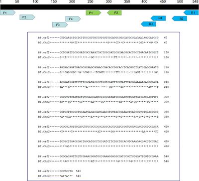 Preliminary Evaluation of Rapid Visual Identification of Burkholderia pseudomallei Using a Newly Developed Lateral Flow Strip-Based Recombinase Polymerase Amplification (LF-RPA) System